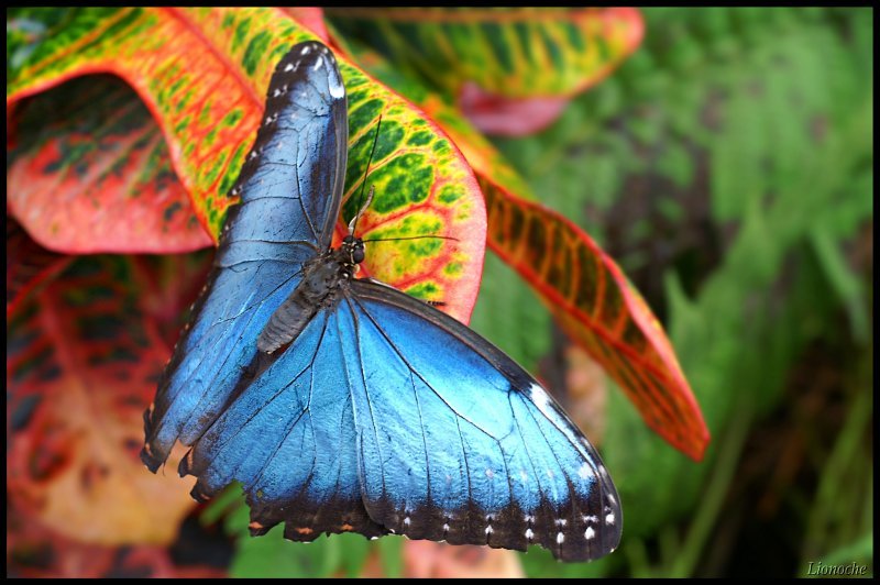 free-pictures-blue-butterfly-nature-Lionoche.jpg